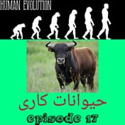 حیوانات کاری